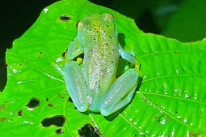 Glass Frog